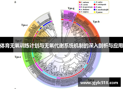 体育无氧训练计划与无氧代谢系统机制的深入剖析与应用